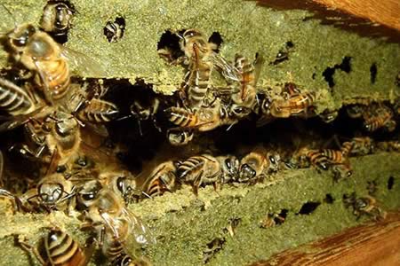 Secrets of Propolis